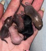 Jonge gerbils, Dieren en Toebehoren, Januari, Meerdere dieren, Overige typen, Tam