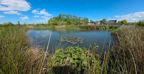 Gezocht: Gratis zoetwatervissen, mosselen en slakken, Dieren en Toebehoren, Vissen | Vijvervissen, Overige soorten