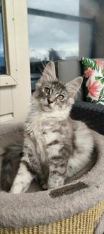 Maine Coon kittens, Meerdere dieren, Ontwormd