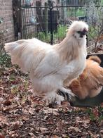 Zijdehoen haan, Dieren en Toebehoren, Pluimvee, Mannelijk, Kip