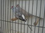 Diamantduifje's *, Dieren en Toebehoren, Vogels | Overige Vogels, Tropenvogel
