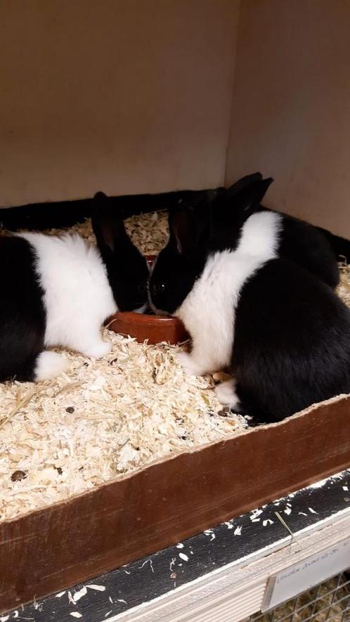 Jonge Raszuivere Hollander konijntjes, Dieren en Toebehoren, Konijnen, Meerdere dieren