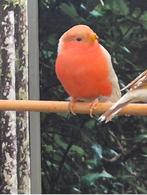 Goudvink satinet, Dieren en Toebehoren, Mannelijk, Wildzangvogel, Geringd