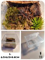 Vogelspinnen LEGO enclosures, bakjes, acrylic terrarium, Dieren en Toebehoren, Insecten en Spinnen