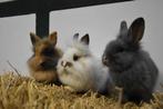 Lieve dwergkonijnen | Ruime keuze | Ingeënt!, Dieren en Toebehoren, Konijnen, Vrouwelijk, Dwerg, 0 tot 2 jaar