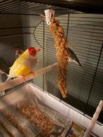 Gouldamadine geel geringd 2024 (man), Dieren en Toebehoren, Vogels | Overige Vogels, Mannelijk, Tropenvogel, Geringd