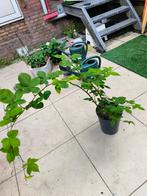 Door loss Bram 2stuks in pot, Ophalen, In pot, Volle zon, Overige soorten