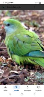 GEZOCHT : Barraband parkiet pop, Dieren en Toebehoren, Vogels | Parkieten en Papegaaien, Vrouwelijk, Parkiet, Geringd