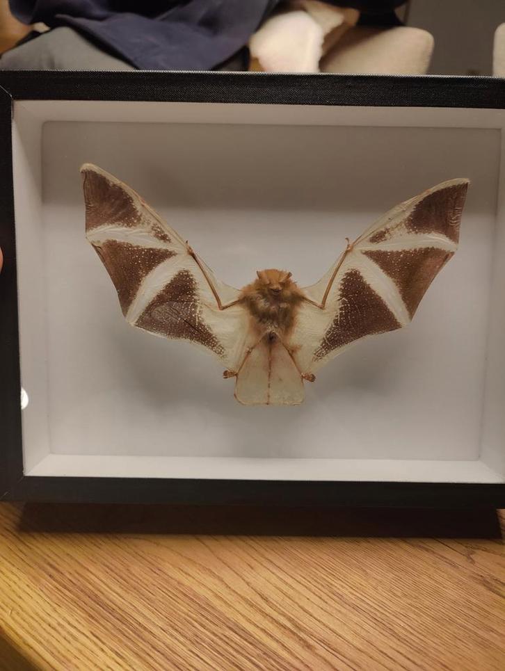 Opgezette Kerivoula Picta (Geschilderde Vleermuis), Verzamelen, Dierenverzamelingen, Zo goed als nieuw, Opgezet dier, Overige soorten