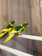 Kakariki div kleur geringd ontwormd prijs in overleg, Meerdere dieren, Parkiet, Geringd