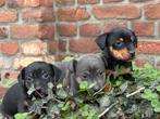 Super knappe black and tan en bleu and tan jack russel pups!, Dieren en Toebehoren, Honden | Jack Russells en Terriërs, Rabiës (hondsdolheid)