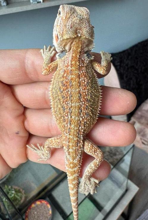 Jonge hypo dunner poss het zero vrouwtje, Dieren en Toebehoren, Reptielen en Amfibieën, Hagedis, 0 tot 2 jaar