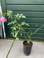 Spirit of Freedom , bio, kale wortel klimroos, Tuin en Terras, Ophalen of Verzenden, Overige soorten, Volle zon