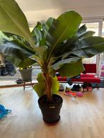 Gezocht: goed huis voor grote bananenboom, Ophalen, 200 cm of meer, Overige soorten, Halfschaduw