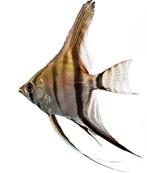 Maanvis, Dieren en Toebehoren, Meerdere dieren