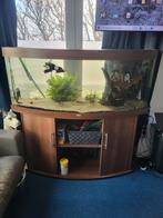 Juwel vision 450 bruin met eheim e5 12l inhoud, Dieren en Toebehoren, Vissen | Aquaria en Toebehoren, Ophalen, Gebruikt, Gevuld zoetwateraquarium