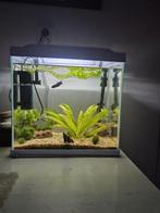 Superfish aquarium, Dieren en Toebehoren, Vissen | Aquaria en Toebehoren, Ophalen, Zo goed als nieuw, Gevuld zoetwateraquarium