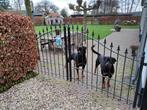 Tuinpoort inrijpoort sierpoort hekwerk, Tuin en Terras, Ophalen of Verzenden, Gebruikt, IJzer, Tuinhek