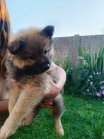 Dwergkeeshond pups zoeken een gouden mandje, Dieren en Toebehoren, Honden | Poolhonden, Keeshonden en Oertypen, België, Particulier