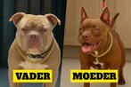 Pocket Bully pups, Dieren en Toebehoren, 8 tot 15 weken, Geslacht onbekend, Meerdere, Nederland