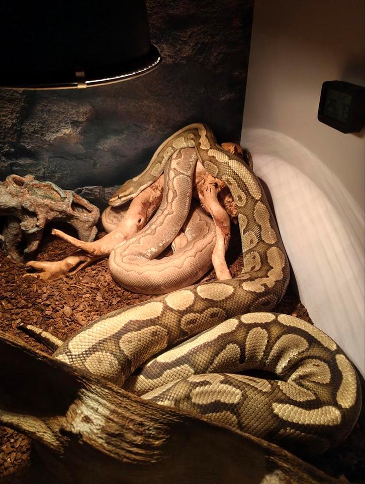 MOET NU WEG!! 2x Konings python, Ball Python, Python regius