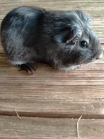 Blauw schimmel zeugje, Dieren en Toebehoren, Vrouwelijk, Cavia, Na 1 juli 2024