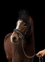 Sportieve lieve welshB merrie, Dieren en Toebehoren, Pony's, Merrie, Dressuurpony, 3 tot 6 jaar, B pony (1.17m tot 1.27m)
