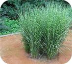 Siergras, Siergrassen, zegge, pampasgras, met korting, Tuin en Terras, Planten | Tuinplanten, Ophalen of Verzenden, Vaste plant