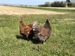 Jonge tamme Wyandotte kippen gesekst + ingeënt, Dieren en Toebehoren, Pluimvee, Vrouwelijk, Kip
