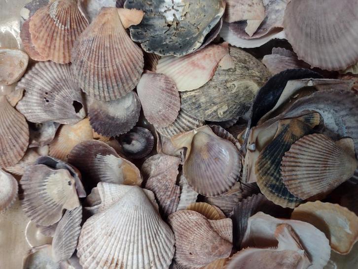 schelpen 250 gram no. 6, Hobby en Vrije tijd, Knutselen, Nieuw, Materiaal, Ophalen