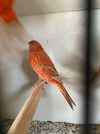 Mooie Isabel rood, Dieren en Toebehoren, Vogels | Kanaries, Meerdere dieren