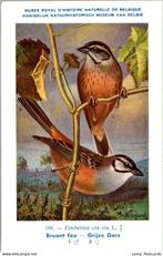 Grijze Gors – Nº 158 – Antique Belgian Museum History Print, Verzenden, Ongelopen, Vogel