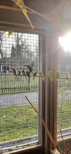 Grasparkieten  en valkparkieten, Meerdere dieren