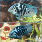 Gevraagd: polar blue parrot man, Dieren en Toebehoren, Vissen | Aquariumvissen, Vis, Zoetwatervis