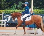 Knappe allround Welsh sportpony, Dieren en Toebehoren, Pony's, Merrie, Met stamboom, Dressuurpony, L