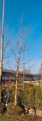 Rode beuk! 20-25 cm 5 meter hoog Fagus sylvatica atropurpura, Bloeit niet, Ophalen of Verzenden, Zuilboom, 400 cm of meer