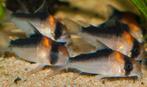 Corydora adolfoi, Dieren en Toebehoren, Vissen | Aquariumvissen, Vis, Zoetwatervis, Schoolvis