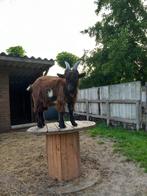 Landgeit bok, Dieren en Toebehoren, Mannelijk, Geit, 0 tot 2 jaar