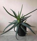 Bloempotten met bio Aloe Vera 46/50cm +baby’s, Overige vormen, Overige materialen, Binnen, Ophalen of Verzenden