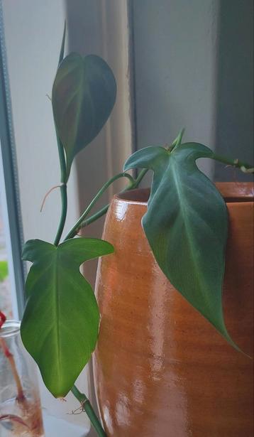 Philodendron Camposportoanum beschikbaar voor biedingen