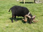 Ouessant ram zwart stamboek, Dieren en Toebehoren, Schapen, Geiten en Varkens, Mannelijk, Schaap