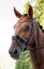 Brave 13 jarige dressuur merrie, Dieren en Toebehoren, Paarden, Merrie, Gechipt, M, Dressuurpaard