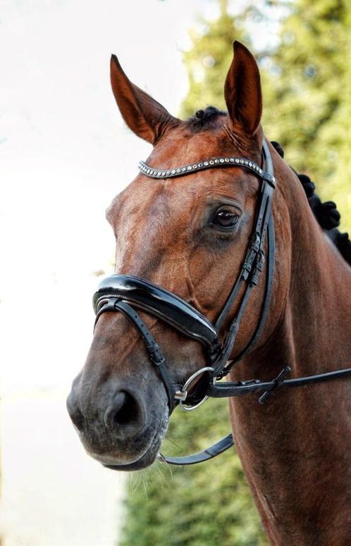 Brave 13 jarige dressuur merrie, Dieren en Toebehoren, Paarden, Merrie, M, 165 tot 170 cm, 11 jaar of ouder, Dressuurpaard, Met stamboom