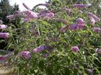 Butterfly Bush (Buddleja davidii) - 3 jaar oud, Ophalen of Verzenden
