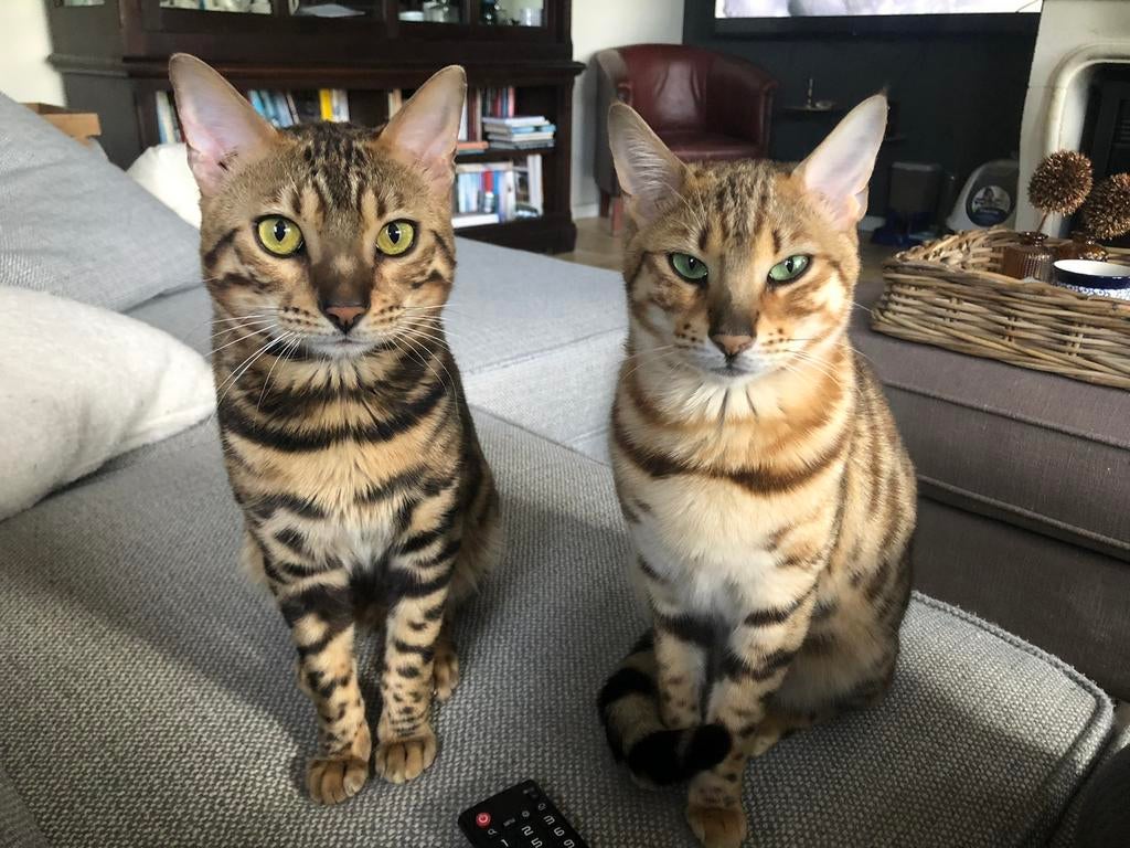 Bengaal kater met stamboom, Dieren en Toebehoren, Katten en Kittens | Raskatten | Korthaar, Kater, Met stamboom, 3 tot 5 jaar