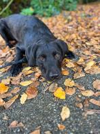 Reu Rhodesian Ridgeback x Labradoodle, Dieren en Toebehoren, Rabiës (hondsdolheid), Reu, Groot, Eén hond