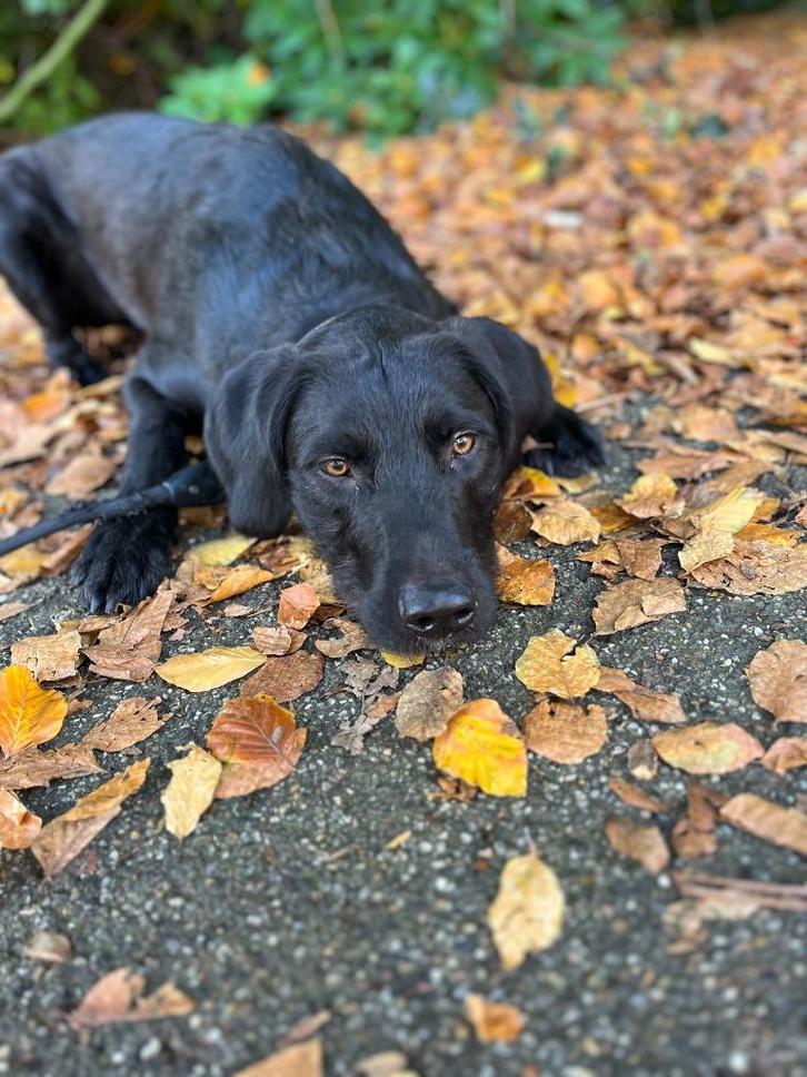 Reu Rhodesian Ridgeback x Labradoodle, Dieren en Toebehoren, Honden | Niet-rashonden, Groot, Reu, Particulier, Eén hond, Nederland