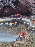 Vampierkrabben, Dieren en Toebehoren, Reptielen en Amfibieën, Hagedis, 0 tot 2 jaar