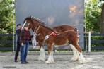 Shire hengstveulen te koop. Kampioen van Duitsland, Dieren en Toebehoren, Minder dan 160 cm, Niet van toepassing, 0 tot 2 jaar
