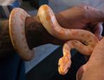 Python bivittatus 75% progschai, albino morph, Dieren en Toebehoren, Reptielen en Amfibieën, Slang